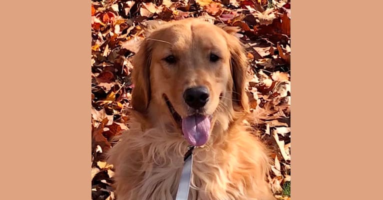 Layla, a Golden Retriever tested with EmbarkVet.com