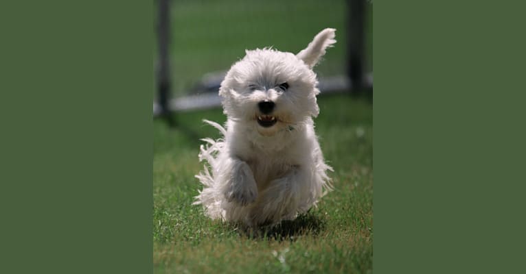 Missy, a West Highland White Terrier tested with EmbarkVet.com
