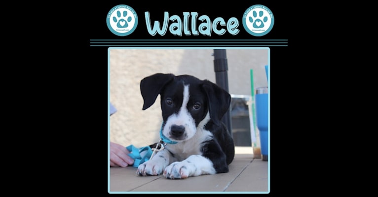 Wallace, an American Pit Bull Terrier and Labrador Retriever mix tested with EmbarkVet.com