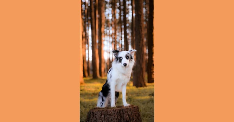 Joey, a Border Collie tested with EmbarkVet.com