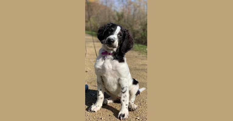 Annie, a Bernedoodle tested with EmbarkVet.com