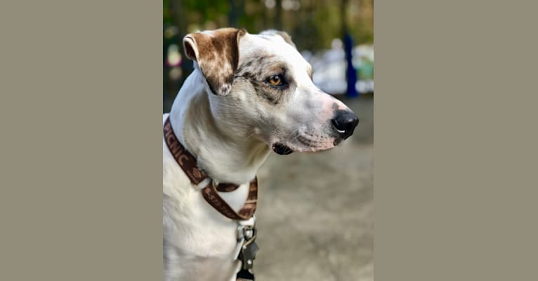 Picnic, an Australian Cattle Dog and Australian Shepherd mix tested with EmbarkVet.com