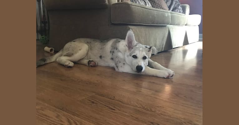 Jack, an Alaskan Malamute and German Shepherd Dog mix tested with EmbarkVet.com