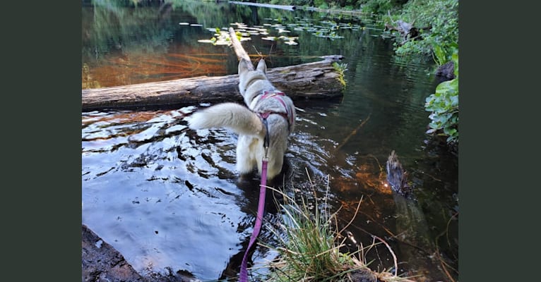 Photo of Ma', a German Shepherd Dog, Siberian Husky, and Alaskan Malamute mix in Port Ludlow, Washington, USA