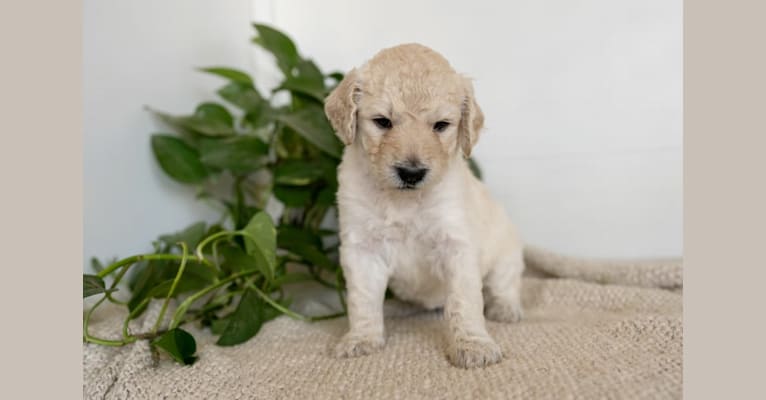 Magnolia Claire, a Goldendoodle tested with EmbarkVet.com