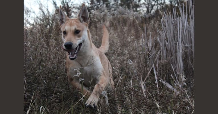 Bones, a Carolina Dog tested with EmbarkVet.com