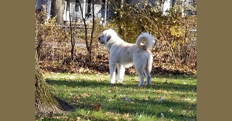 Zookie a rescued livestock guardian dog from Montana, an Anatolian Shepherd Dog and Great Pyrenees mix tested with EmbarkVet.com