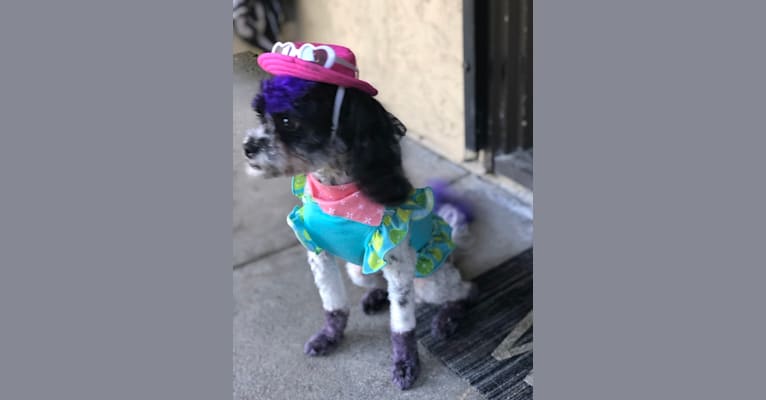 Daizy, a Chihuahua and Cocker Spaniel mix tested with EmbarkVet.com
