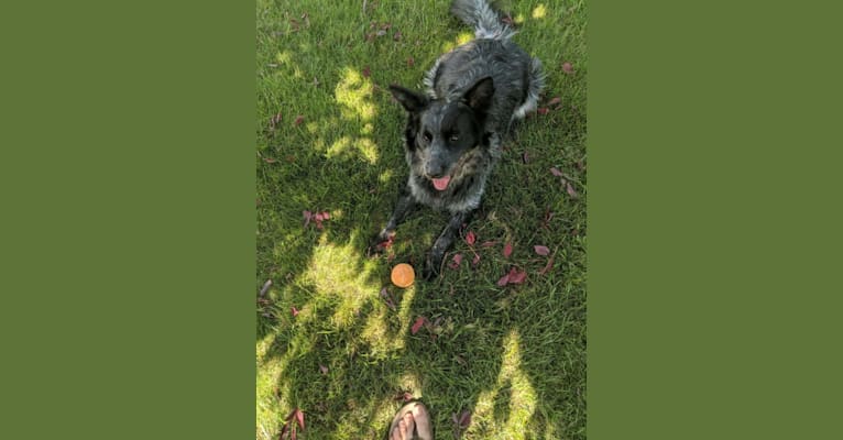 Odin 'stinky butt' Mussatti, an Australian Cattle Dog tested with EmbarkVet.com