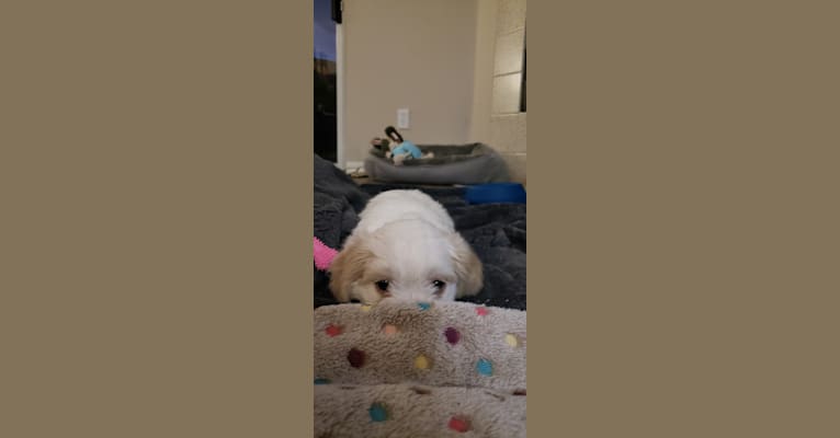 Photo of Moxie Fluff-Nugget, a Maltese, Lhasa Apso, Poodle (Small), Pekingese, and Mixed mix in Sacramento, CA, USA