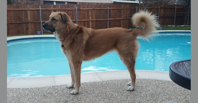 Milla, a Great Pyrenees and German Shepherd Dog mix tested with EmbarkVet.com