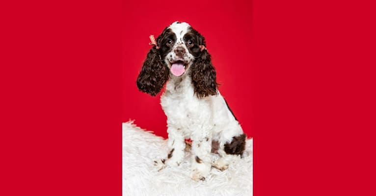 Piper, a Cocker Spaniel tested with EmbarkVet.com