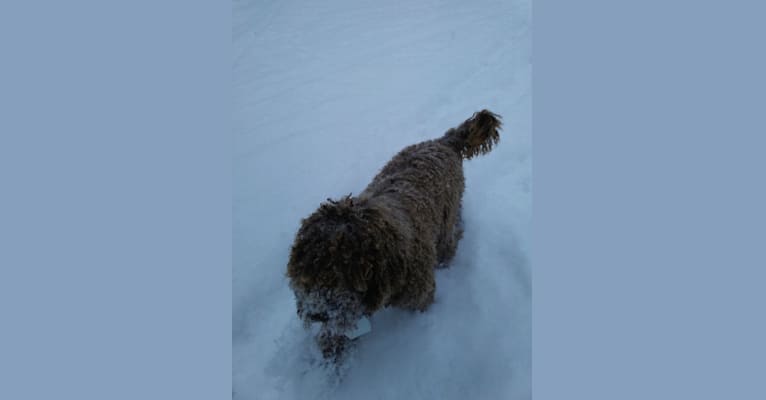 Photo of ROULETTE, a Poodle (Standard)  in Newman Lake, Washington, USA