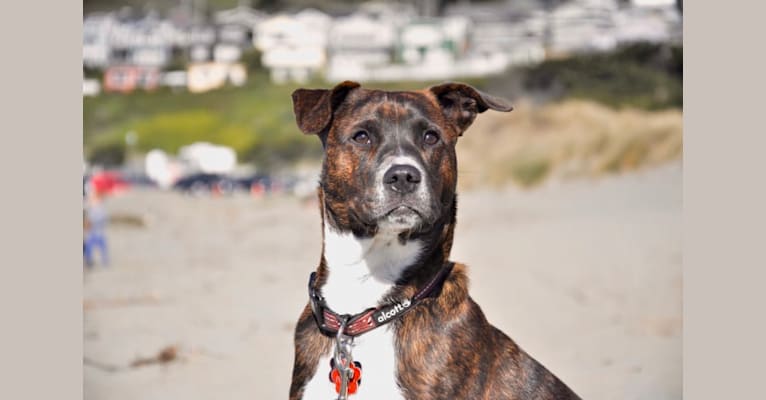 Otto, an American Pit Bull Terrier and Australian Cattle Dog mix tested with EmbarkVet.com