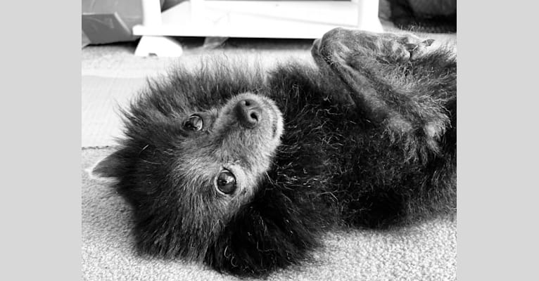 Bat Boy, a Pomeranian tested with EmbarkVet.com