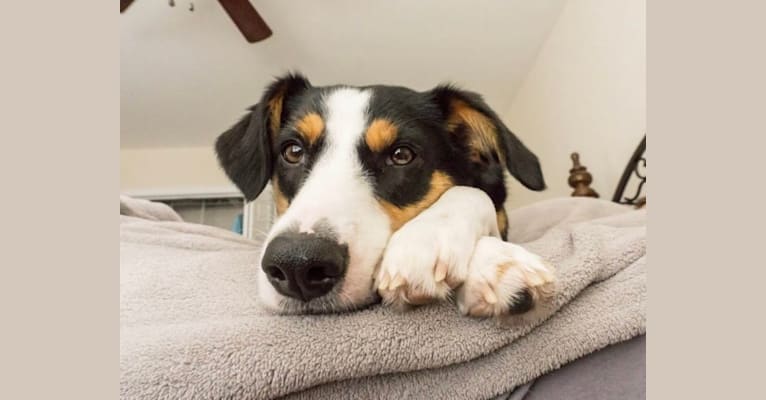 Bo, a Beagle and Australian Shepherd mix tested with EmbarkVet.com