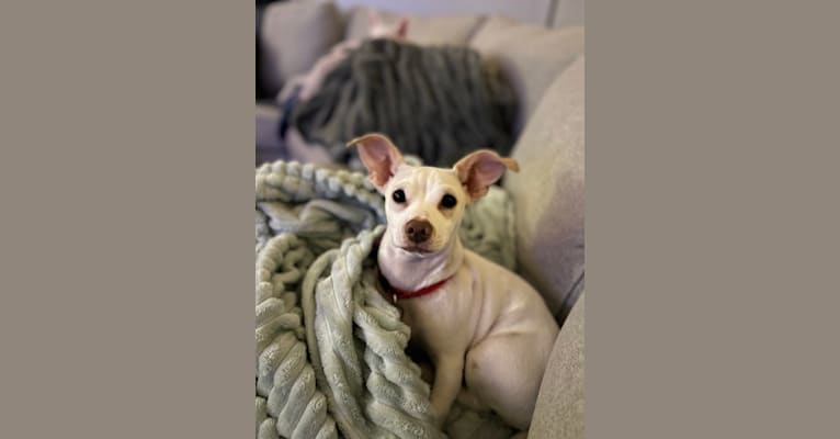 Oliver, a Chihuahua and Rat Terrier mix tested with EmbarkVet.com