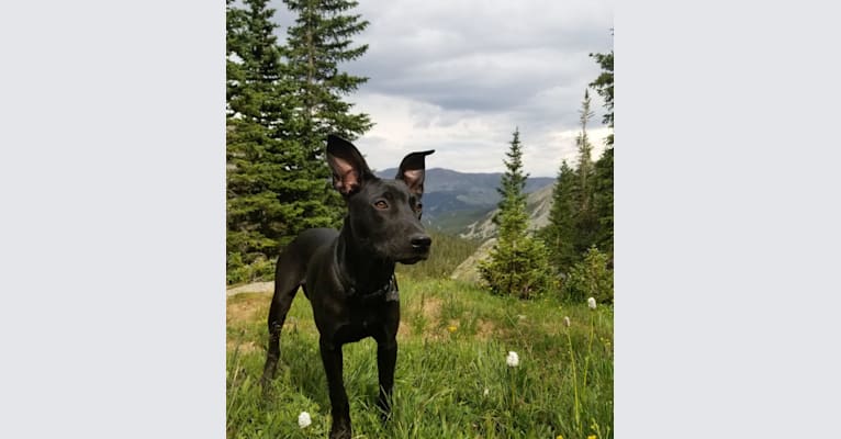 Moose, an American Pit Bull Terrier and Great Dane mix tested with EmbarkVet.com