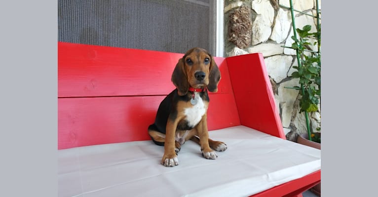 Photo of Sparky, a Beagle (8.8% unresolved) in California, USA