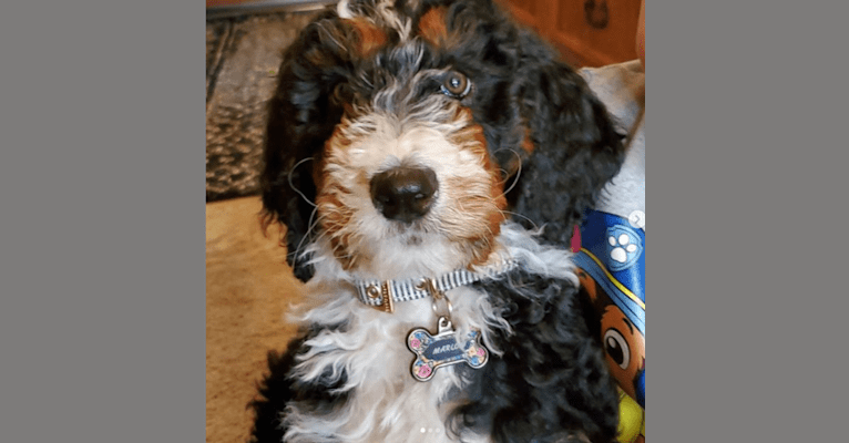 Photo of Marlow, a Bernedoodle 