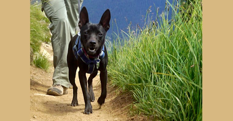 Mazie, a Formosan Mountain Dog tested with EmbarkVet.com