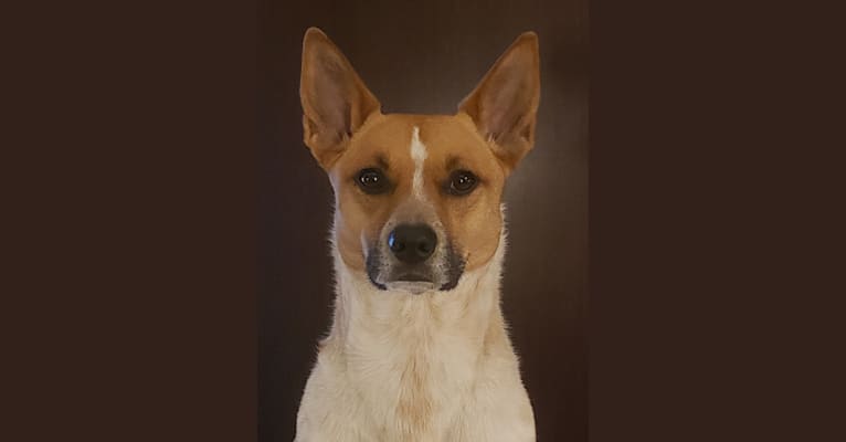 Photo of Gracie, an Australian Cattle Dog, Boxer, and Siberian Husky mix in Georgia, USA