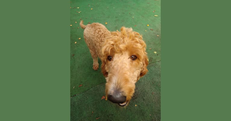 Photo of Willow, a Goldendoodle  in Plantation, Florida, USA