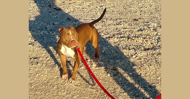 Lacy, an American Bully tested with EmbarkVet.com