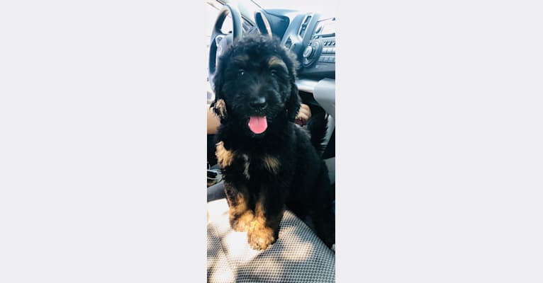 Trotsky, a Bernedoodle tested with EmbarkVet.com