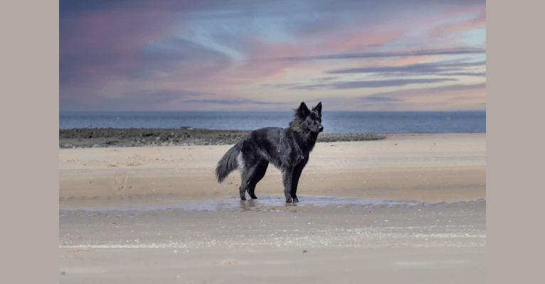 Photo of Rakan, a German Shepherd Dog  in Netherlands