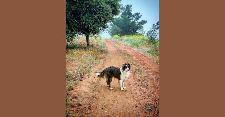 Dash, a Border Collie and Australian Shepherd mix tested with EmbarkVet.com