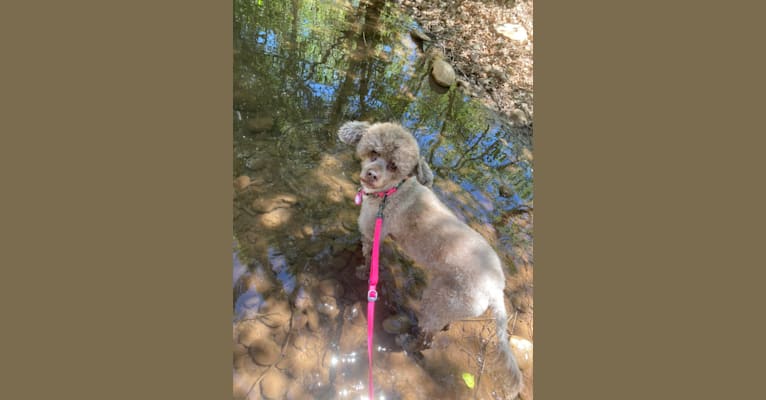 Sky, a Portuguese Water Dog tested with EmbarkVet.com