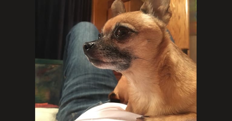 Sensei, a Chihuahua and Miniature Schnauzer mix tested with EmbarkVet.com