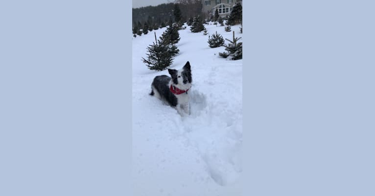 Spruce, a Border Collie (17.6% unresolved) tested with EmbarkVet.com