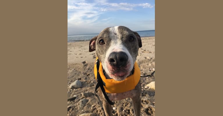 Rocko, an American Pit Bull Terrier tested with EmbarkVet.com