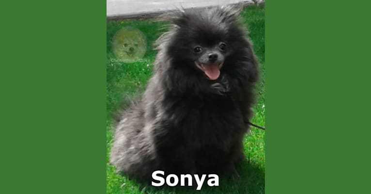 Sonya, a Pomeranian tested with EmbarkVet.com