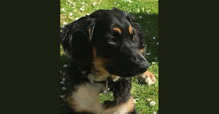 Monty, an European Village Dog tested with EmbarkVet.com