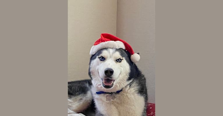 Indigo, a Siberian Husky and Alaskan Malamute mix tested with EmbarkVet.com