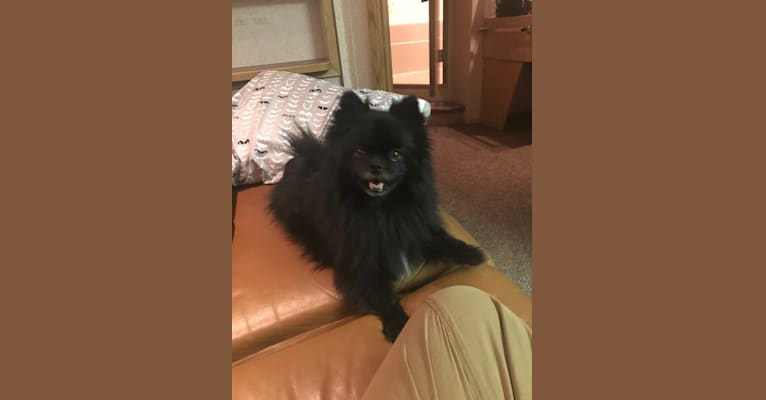Marlin, a Pomeranian tested with EmbarkVet.com