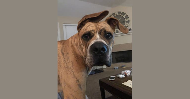 Mikey, an American Bulldog tested with EmbarkVet.com