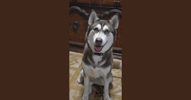 Abby, a Siberian Husky tested with EmbarkVet.com