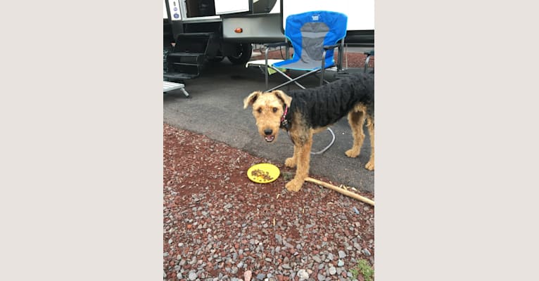Photo of Sami Jo, an Airedale Terrier  in Norco, CA, USA