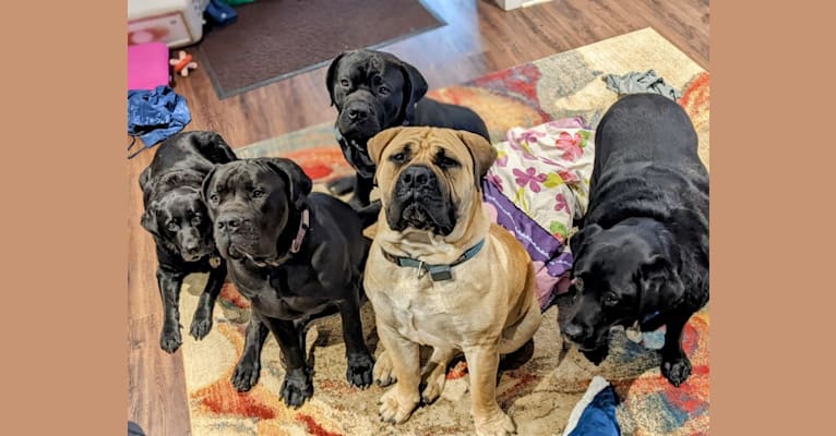 Gobi Boland, a Boerboel tested with EmbarkVet.com