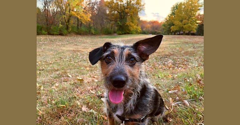 Toby, an Australian Cattle Dog and Dachshund mix tested with EmbarkVet.com