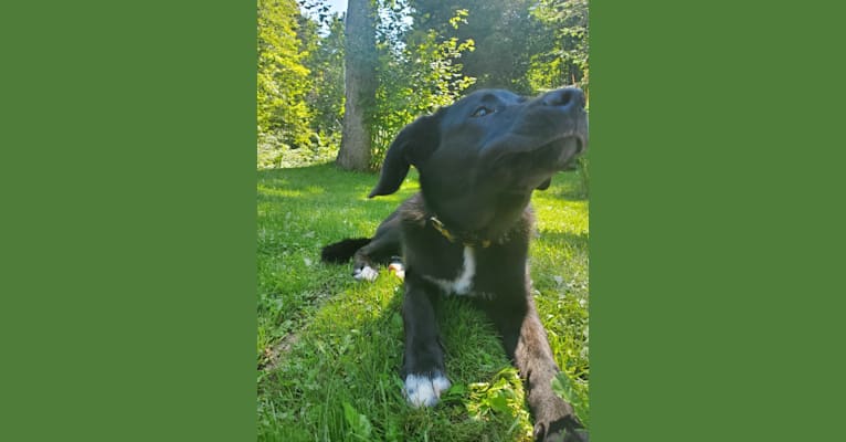 Bear, a Great Pyrenees and German Shepherd Dog mix tested with EmbarkVet.com