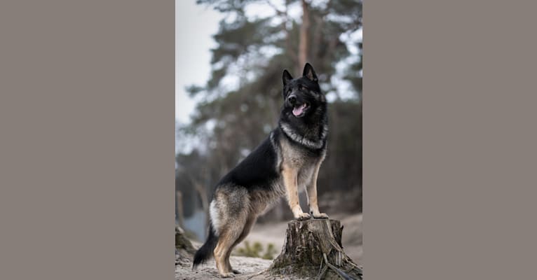 Photo of Kenzo, a German Shepherd Dog (7.8% unresolved) in Netherlands
