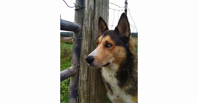 Kai, a Shetland Sheepdog and Siberian Husky mix tested with EmbarkVet.com
