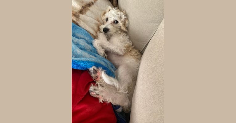 Photo of Kai, a Miniature Schnauzer, Poodle (Small), Chihuahua, and Miniature Pinscher mix in San Diego, California, USA