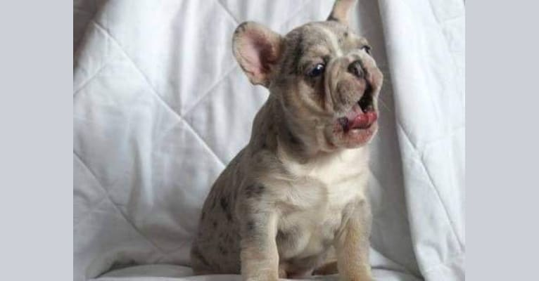 Marsellus, a French Bulldog tested with EmbarkVet.com