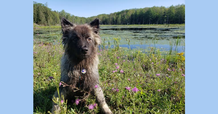 Aziraphale, a Keeshond tested with EmbarkVet.com